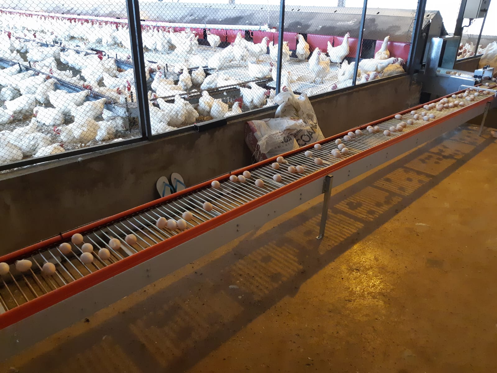 Esteira automatizada para coleta de ovos