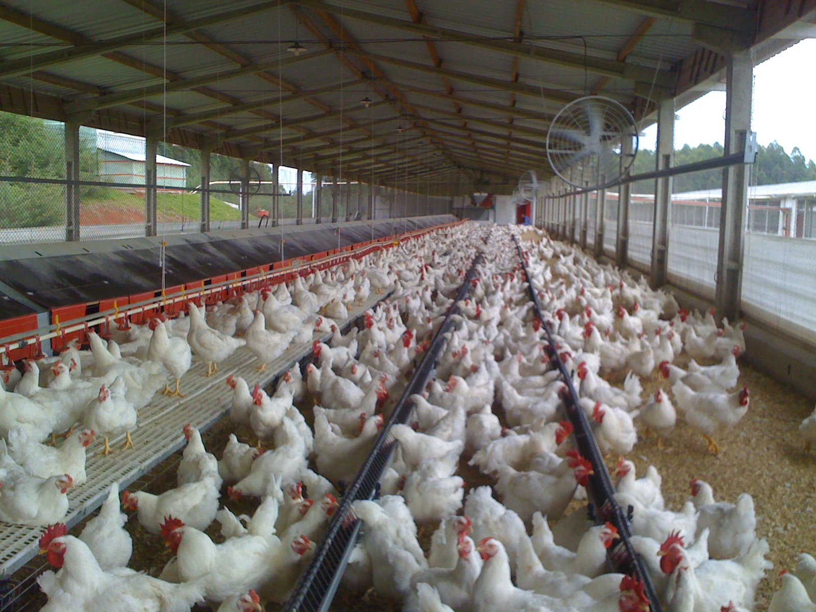 Aviário com galos e equipamentos automatizados