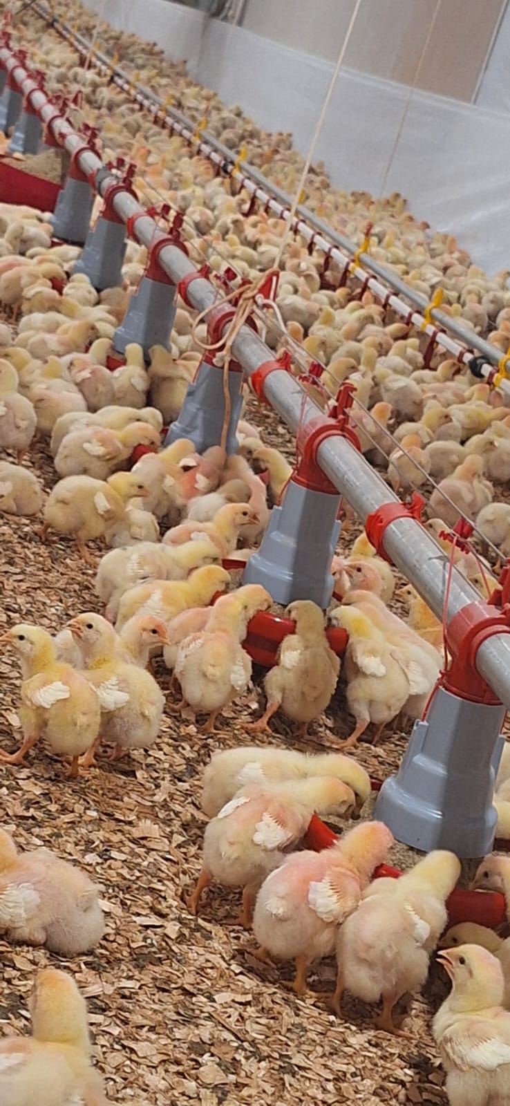 Sistema de alimentação automatizada para aves