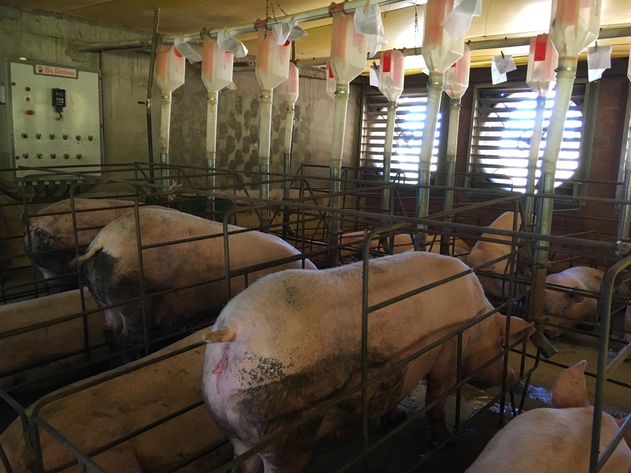 Sistema de manejo para suínos