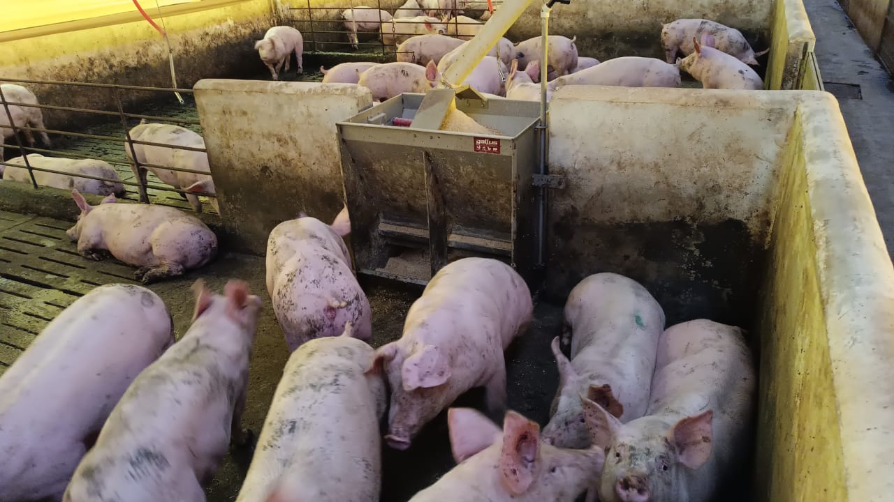 Instalações para suinocultura